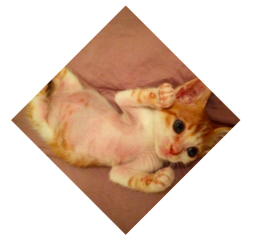 菱形图片 菱形图片