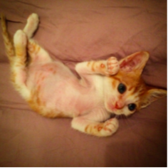 菱形图片 菱形图片